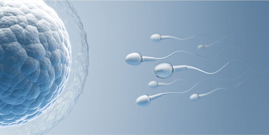 The Role of Sperm Quality in Insemination Success
